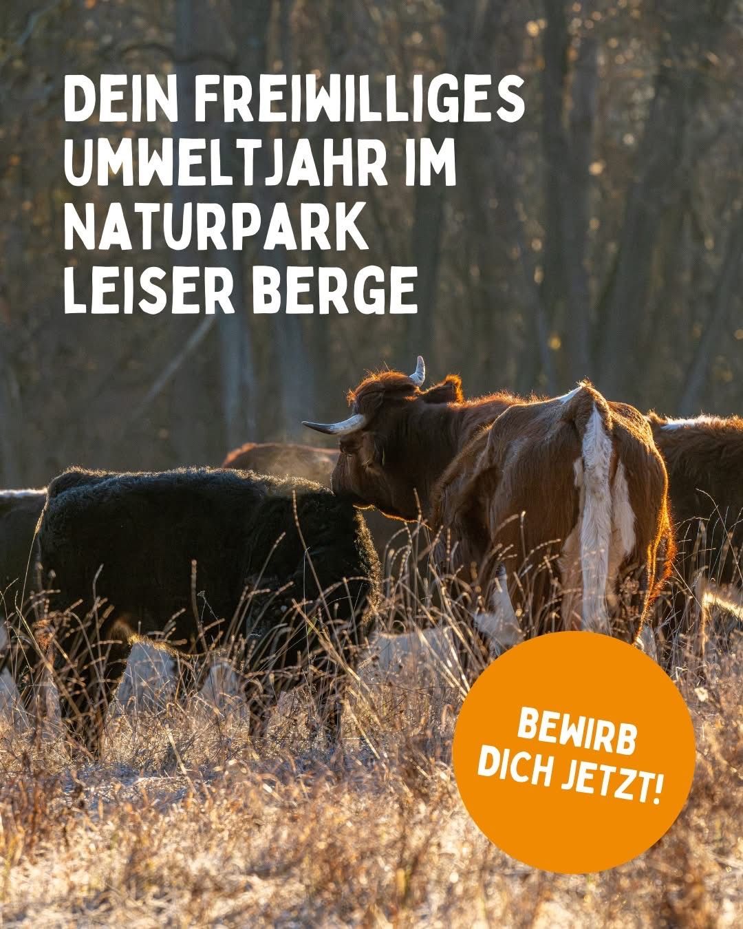 Eine Gruppe von Kühen steht in einem Grasfeld mit Bäumen im Hintergrund. Der Text lädt dazu ein, sich für ein freiwilliges Umweltjahr im Naturpark zu bewerben.