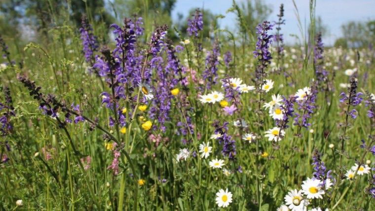 Eine Wiese voller verschiedener bunter Wildblumen, einschließlich lila, weißer und gelber Blüten, mit hohen Gräsern und Bäumen im Hintergrund.
