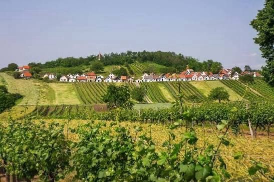 Eine Weinbergszene mit einem kleinen Dorf, das auf einem Hügel gelegen ist, umgeben von grünen Feldern und Bäumen unter einem klaren Himmel.