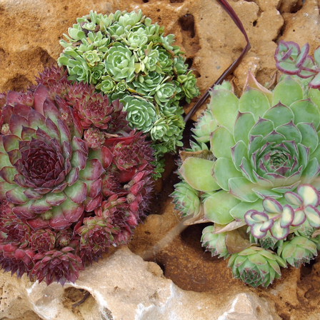 Bild enthält, Plant, Potted Plant