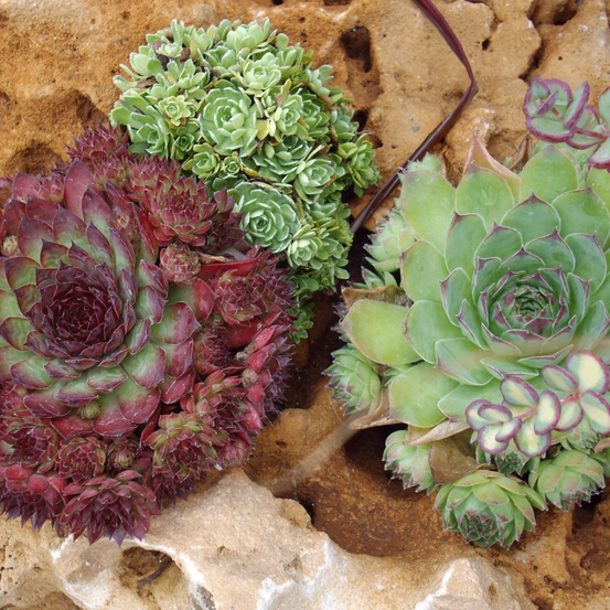 Bild enthält, Plant, Potted Plant