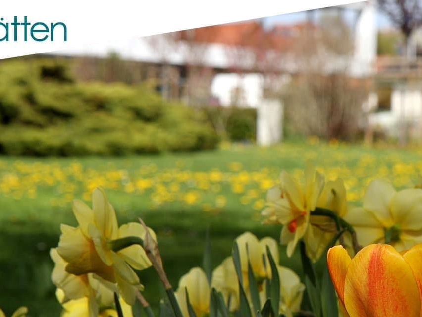 A field of yellow daffodils and tulips in a garden, with a house and bushes in the background.