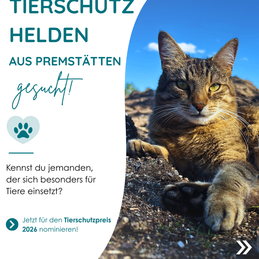 Ein Poster mit einer Katze auf dem Boden, das Poster hat den Text 'Tierschutz Helden Aus Premstätten gesucht!' und ein Pfotenabdruck-Symbol. Die Katze schaut in die Kamera.