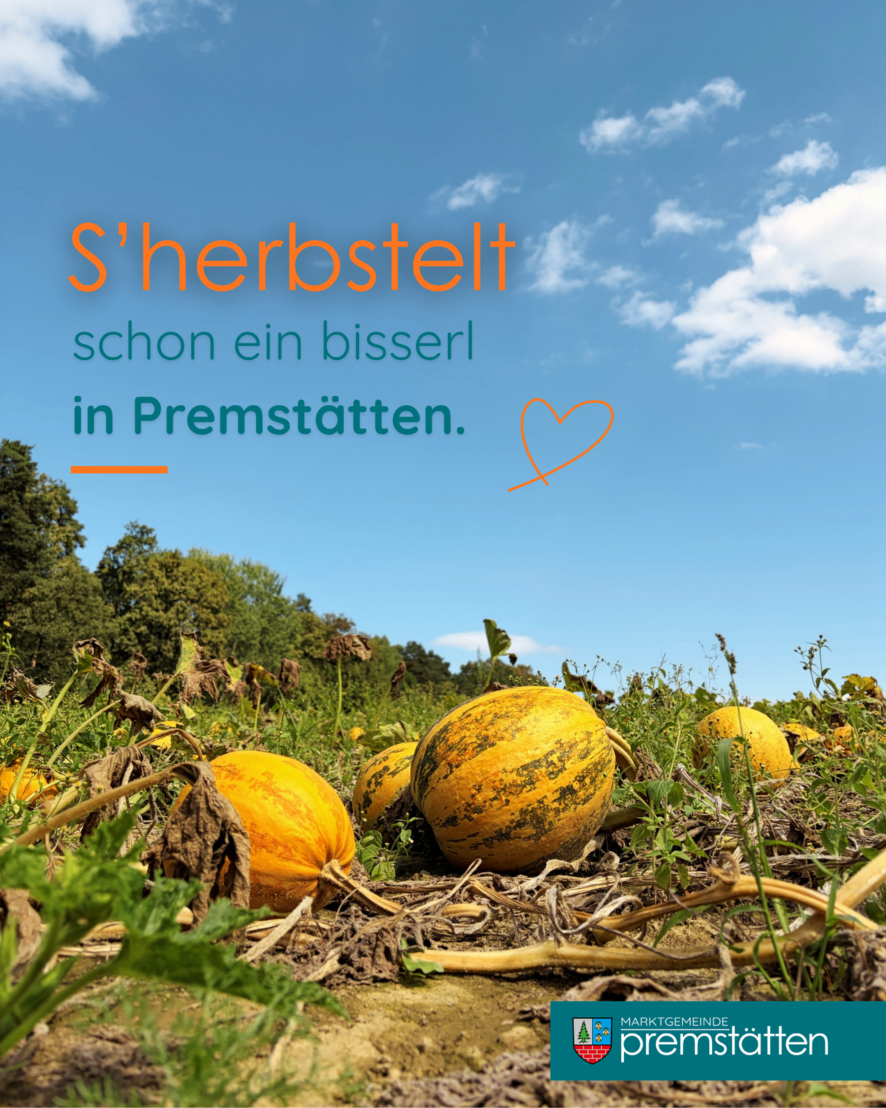 Die Herbsternte ist in Premstatten bereits im Gange. Ein Feld mit Kürbissen liegt auf dem Boden unter einem blauen Himmel mit Wolken.
