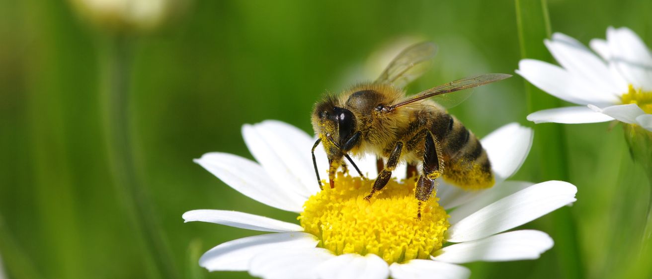 Bild enthält, Animal, Apidae, Bee, Invertebrate, Honey Bee, Pollen, Daisy, Flower, Bumblebee, Wasp