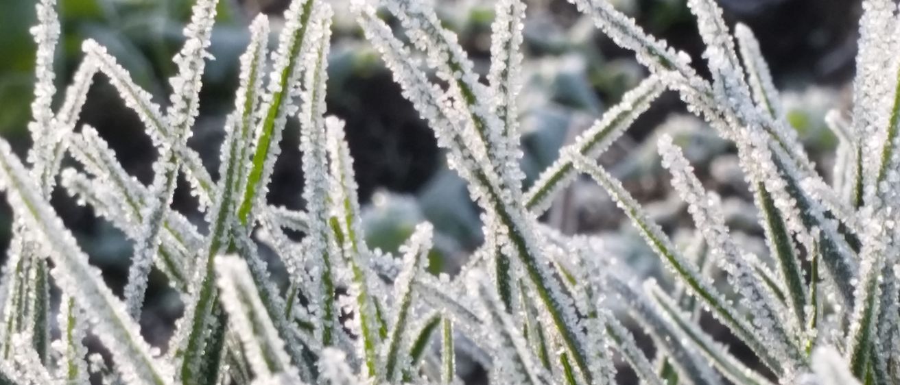 Bild enthält, Ice, Nature, Outdoors, Weather, Frost, Snow, Plant