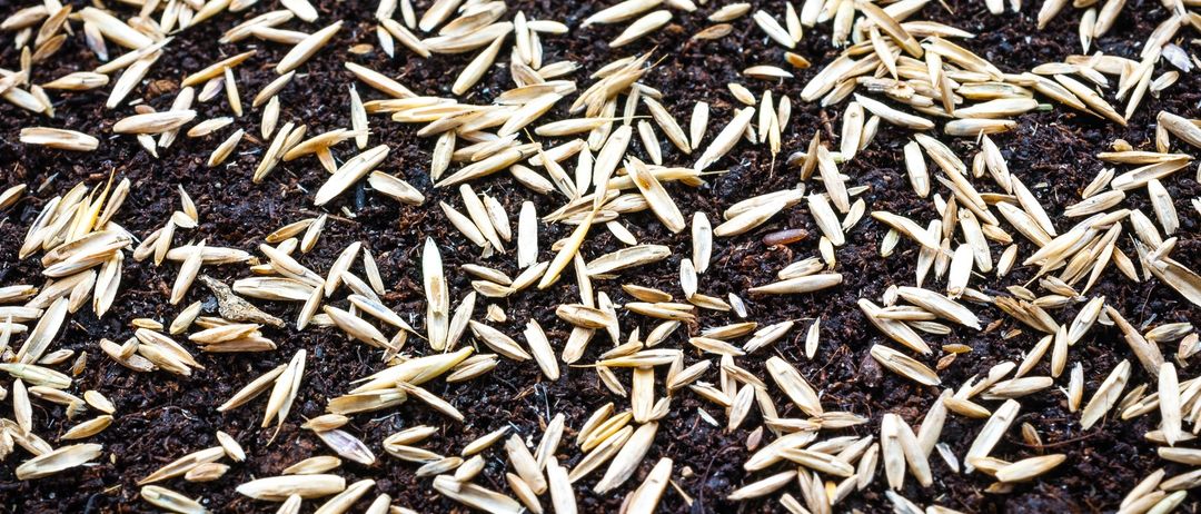 Bild enthält, Plant, Animal, Food