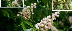 Bild enthält, Leaf, Plant, Flower, Vegetation, Bud, Sprout, Art, Collage, Pollen, Acanthaceae