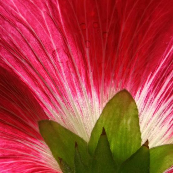 Ein Nahaufnahme einer leuchtend rosa Blume mit weißen Streifen und grünen Blättern. Die Blütenblätter sind leicht gewellt, und es gibt Wassertropfen darauf.