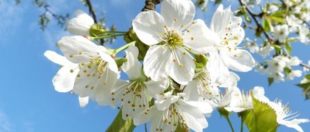 Ein Cluster weißer Kirschblüten mit gelben Zentren blüht gegen einen klaren blauen Himmel.