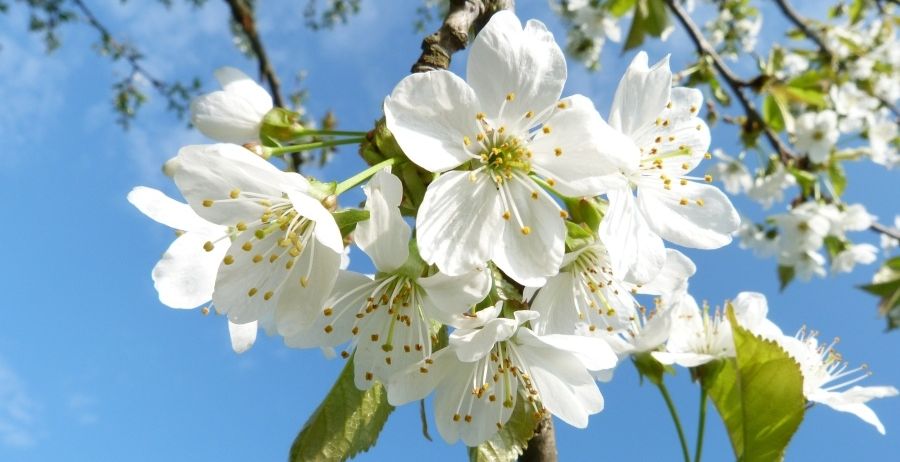 Ein Cluster weißer Kirschblüten mit gelben Zentren blüht gegen einen klaren blauen Himmel.