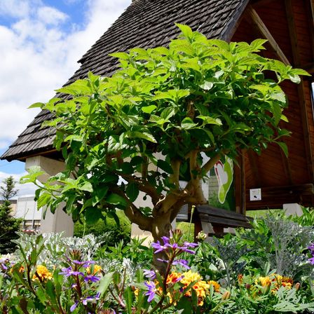 Ein Garten mit einer Vielzahl von Blumen und Pflanzen, einschließlich eines kleinen Baumes mit grünen Blättern, steht vor einem Gebäude mit einer Holzwand.