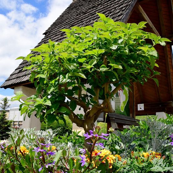 Ein Garten mit einer Vielzahl von Blumen und Pflanzen, einschließlich eines kleinen Baumes mit grünen Blättern, steht vor einem Gebäude mit einer Holzwand.