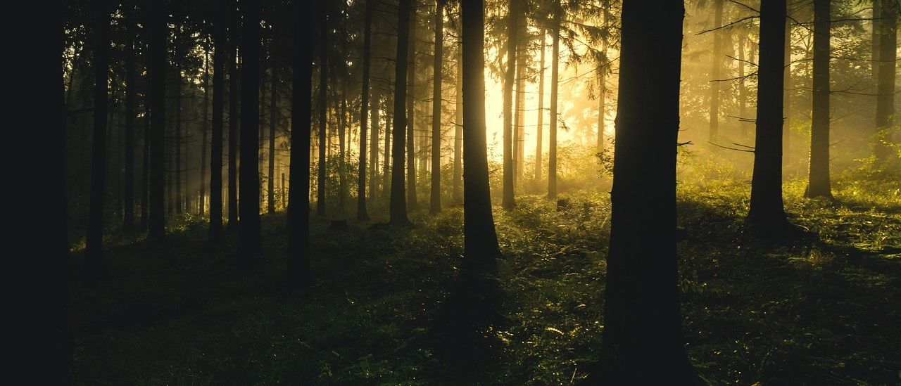 Bild enthält, Sunlight, Vegetation, Grove, Land, Nature, Outdoors, Tree, Woodland, Scenery, Flare