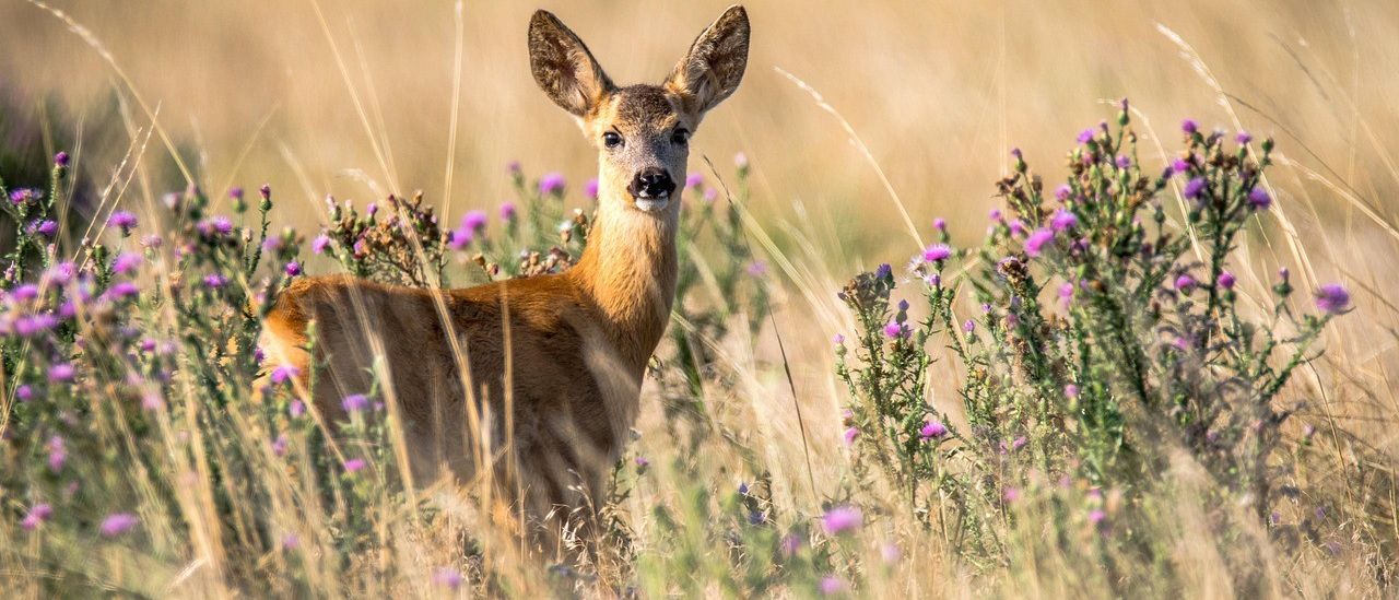 Bild enthält, Animal, Deer, Mammal, Wildlife, Antelope, Grassland, Nature, Outdoors, Flower, Plant