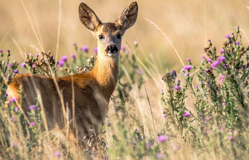 Bild enthält, Animal, Deer, Mammal, Wildlife, Antelope, Grassland, Nature, Outdoors, Flower, Plant