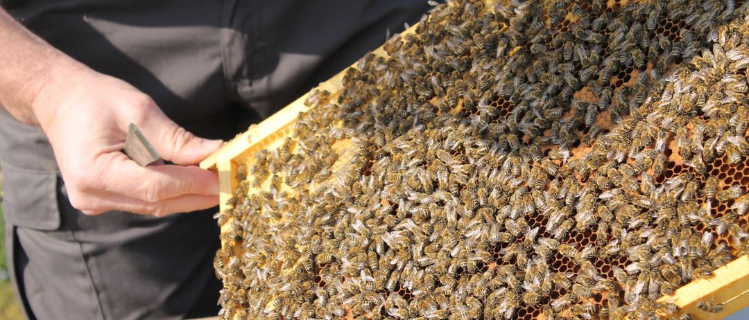A beekeeper is holding a honeycomb full of bees. The person is wearing black pants and a white shirt.