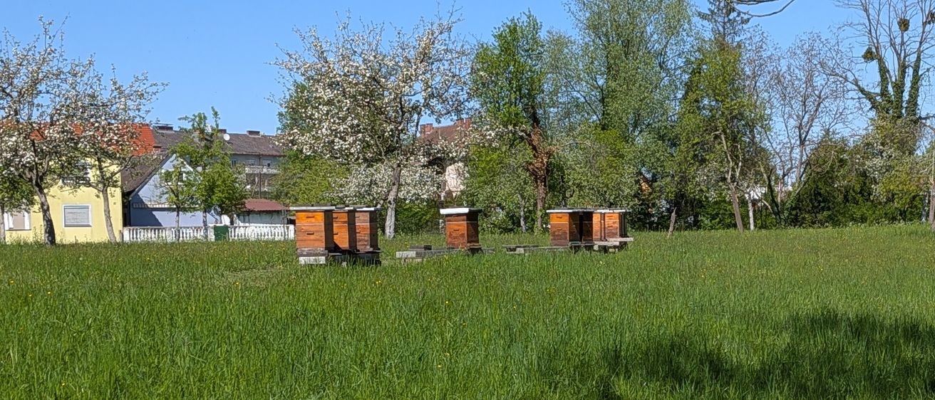 Ein ruhiges Feld mit einigen Bienenstöcken im Vordergrund und einigen Bäumen im Hintergrund. Ein klarer blauer Himmel ist oben, und einige Häuser sind in der Ferne sichtbar.