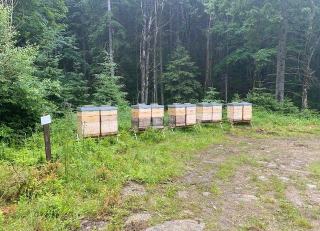 Fünf Bienenstöcke sind in einem von hohen Bäumen umgebenen Grasbereich aufgestellt, mit einem hölzernen Schild in der Nähe.
