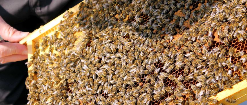 Bild enthält, Animal, Bee, Honey Bee, Invertebrate