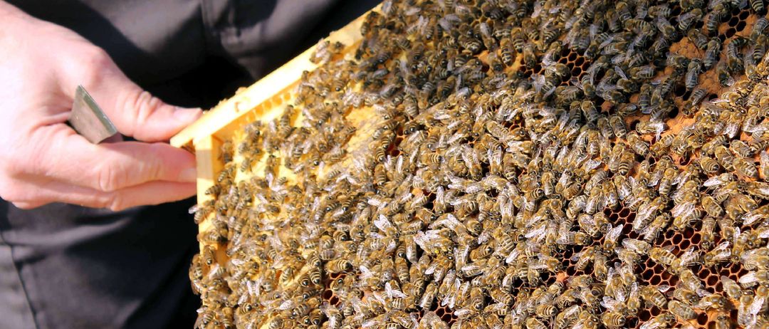 Bild enthält, Animal, Bee, Honey Bee, Insect, Invertebrate, Apiary