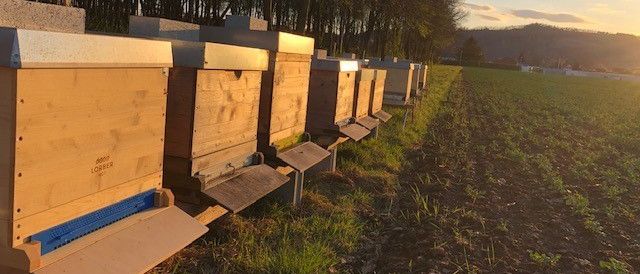 Eine Reihe von hölzernen Bienenstöcken steht in einem grasigen Feld mit Bäumen und einem Sonnenuntergang im Hintergrund.