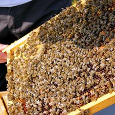 Bienenzuchtverein Mureck - Ortsgruppe Deutsch Goritz-Logo