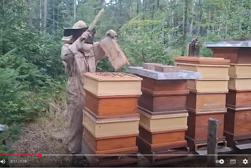 Ein Imker in Schutzkleidung hält einen Rahmen mit einem Honigwaben, umgeben von mehreren Bienenstöcken in einem Wald.