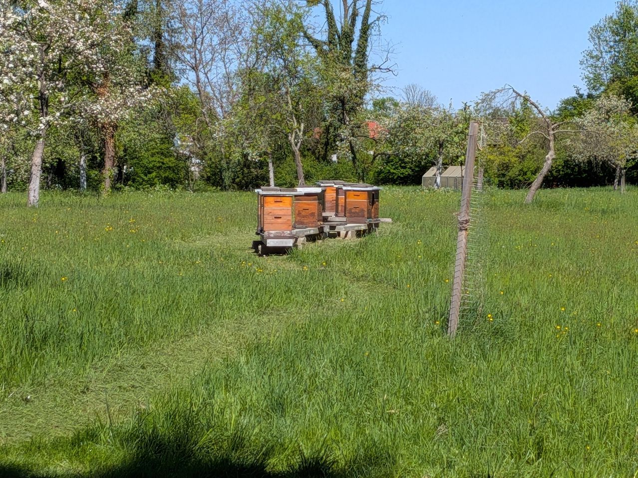 Bienenstöcke stehen in einem Feld, umgeben von üppigem Gras und Bäumen unter einem klaren Himmel. Ein Holzpfahl mit einem Drahtzaun ist in der Nähe.