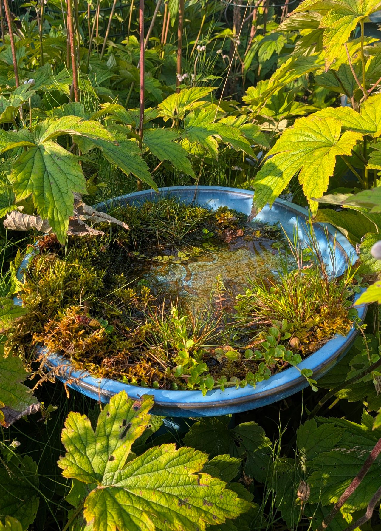 Ein blaues Vogelbad mit Wasser, umgeben von üppigen grünen Pflanzen und Moos.