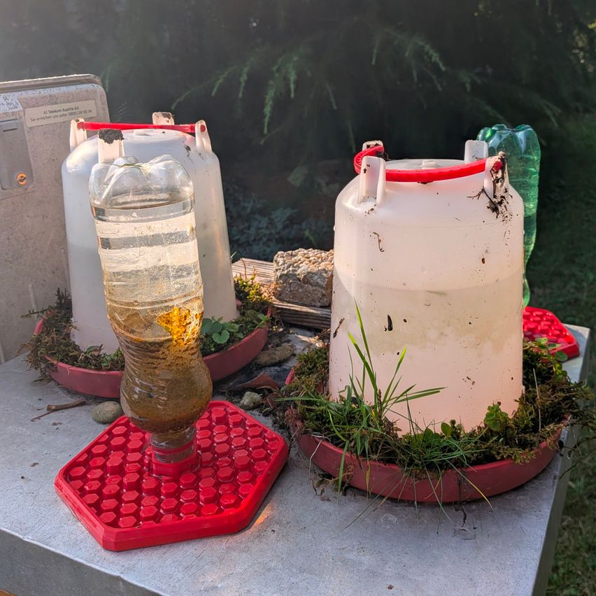 Zwei durchsichtige Plastikbehälter mit roten Deckeln stehen auf einer grauen Oberfläche, einer mit gelber Flüssigkeit gefüllt und der andere mit Wasser. Beide Behälter haben Moos und kleine Pflanzen um sie herum.