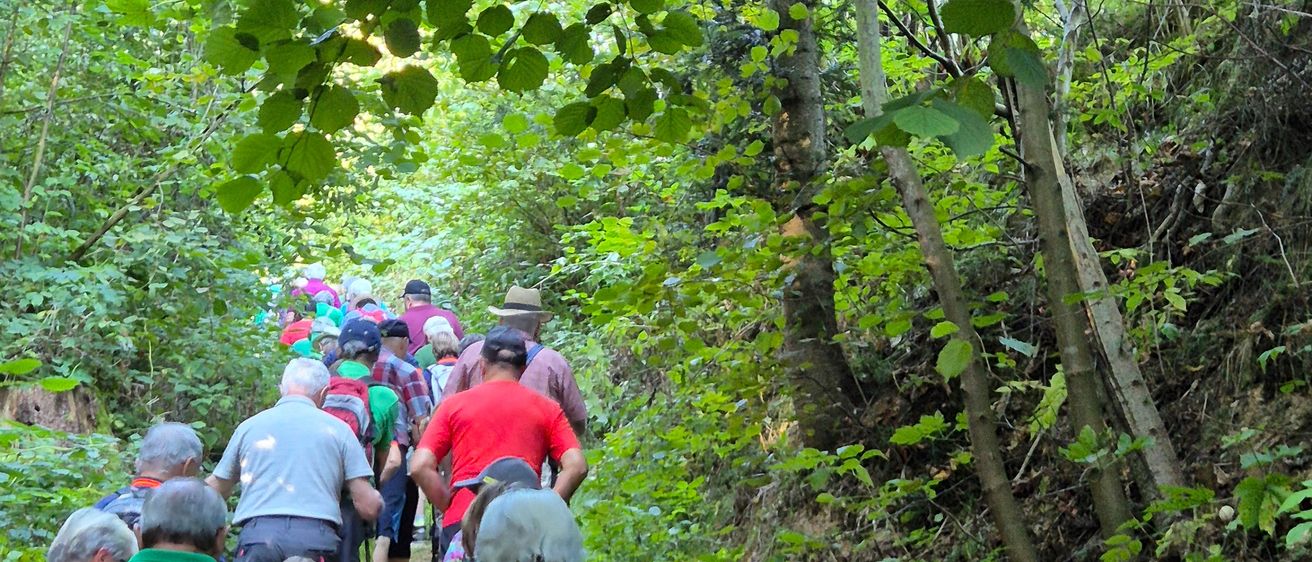 Bild enthält, Hiking, Nature, Outdoors, Person, Vegetation, Bag, Walking, Woodland, Adult, Man