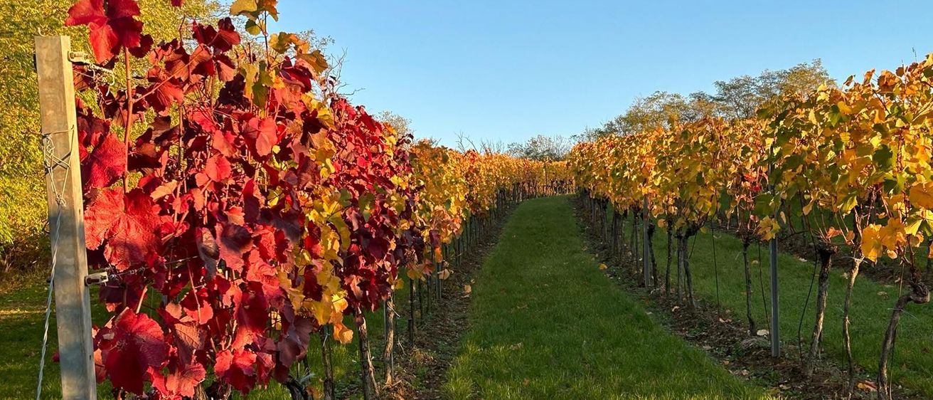 Bild enthält, Nature, Outdoors, Countryside, Rural, Farm, Vineyard