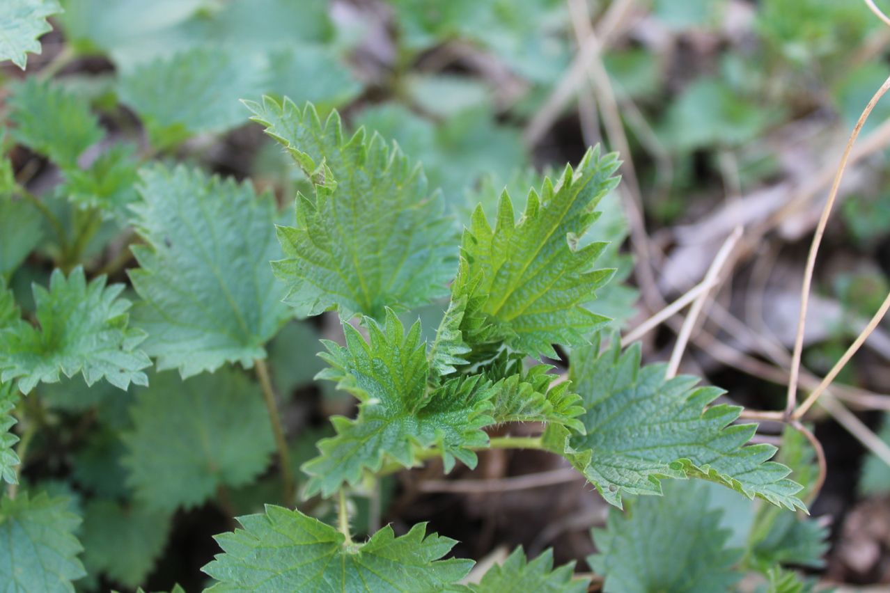 Eine Nahaufnahme einer grünen Pflanze mit gesägten Blättern, die in einer natürlichen Umgebung wächst. Die Pflanze erscheint gesund mit leuchtend grünem Laub.