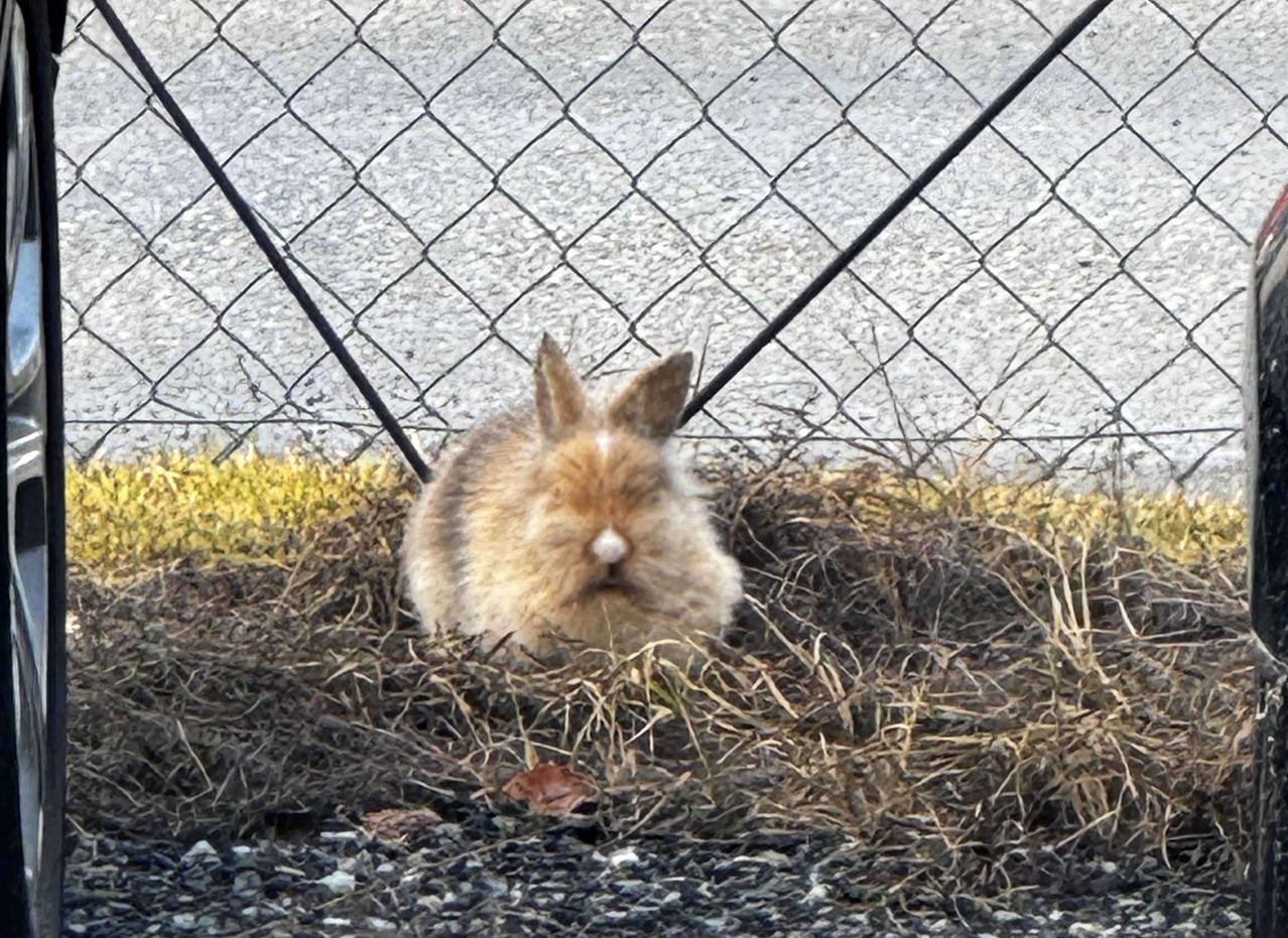 Bild enthält, Animal, Mammal, Rabbit, Road, Fence, Cat, Pet, Machine, Wheel