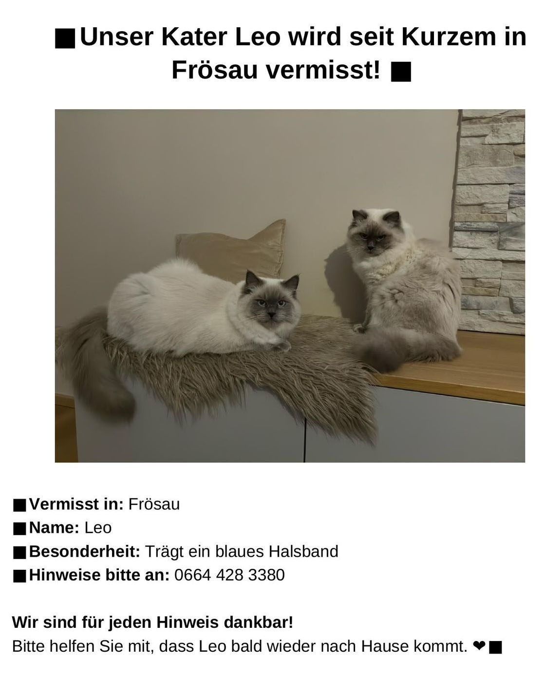 Two cats are sitting on a fur rug on a wooden shelf. The cat on the left is white and has a blue collar. The cat on the right is gray. Below is a text about a missing cat in Frosau.