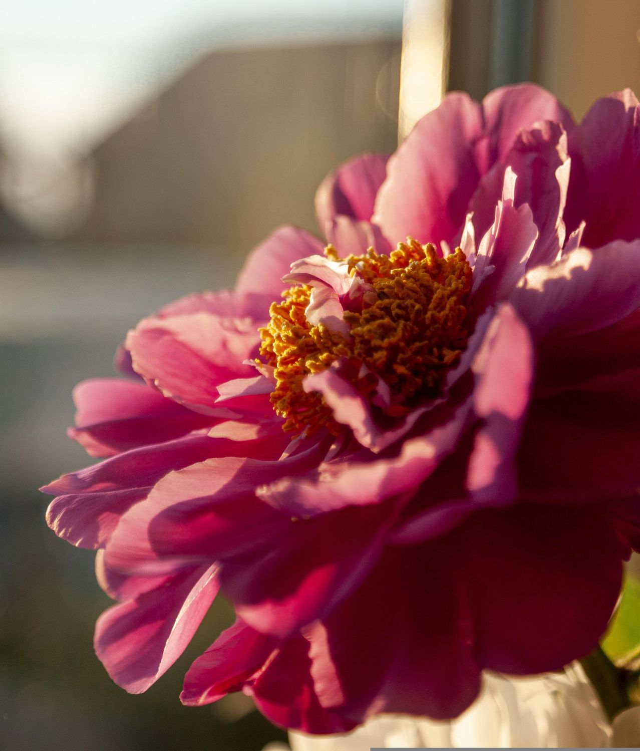 A close-up of a pink peony flower with a yellow center is bathed in sunlight. The petals are soft and layered, creating a rich texture.