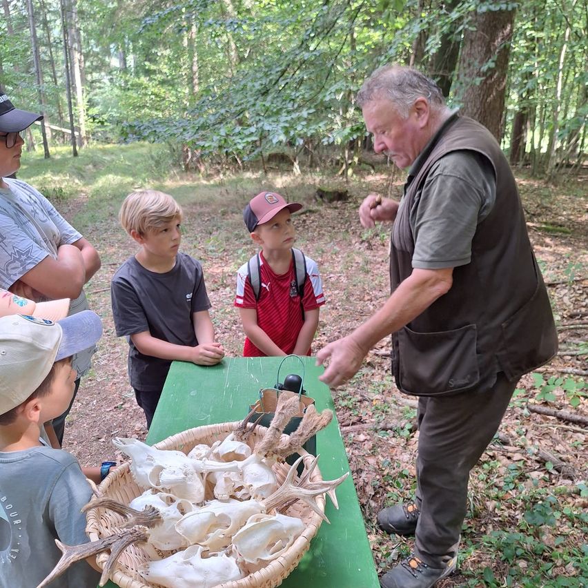 Ein älterer Mann zeigt einer Gruppe von Kindern einen Korb mit Hirschgeweihen und Schädeln auf einem grünen Tisch im Wald.