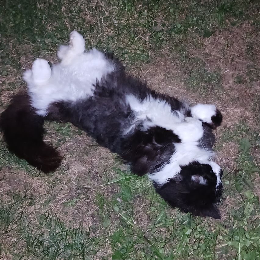 A black and white cat is lying on its back on the grass at night.