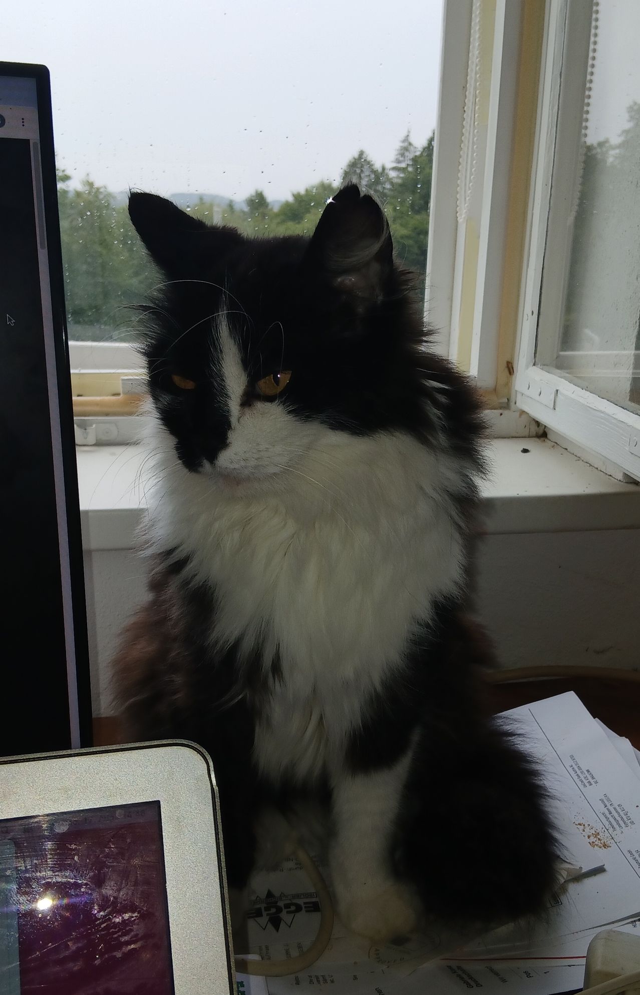 A black and white cat with orange eyes sitting on a window sill looking at the camera.