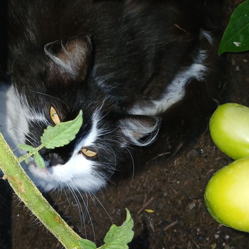 A black and white cat is resting on the ground near green leaves and unripe fruits.