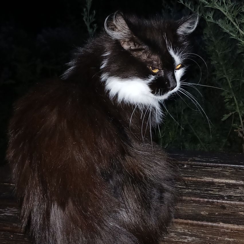 A black and white cat with yellow eyes sits on a wooden bench at night.