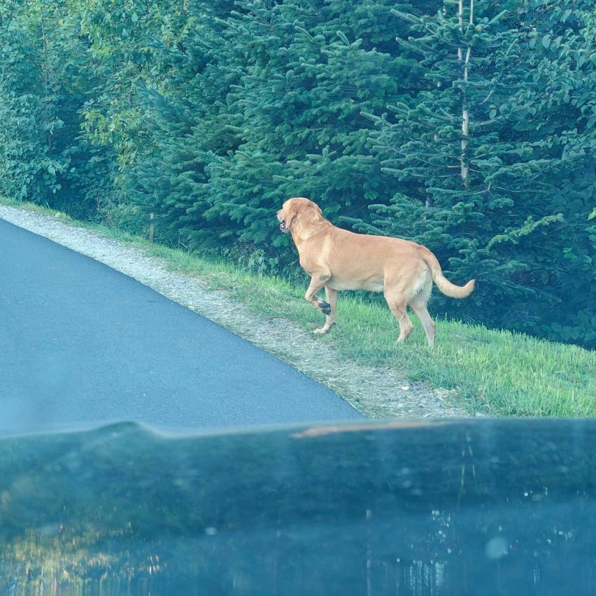 Hund läuft am Straßenrand in der Nähe eines Waldes in Österreich