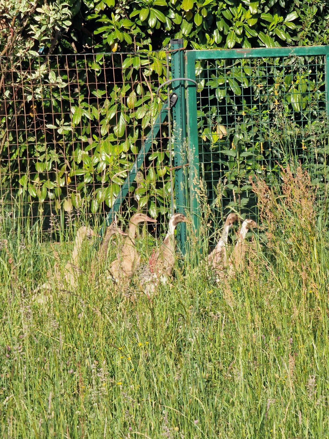 A group of geese is in a grassy area near a green fence with plants and bushes.