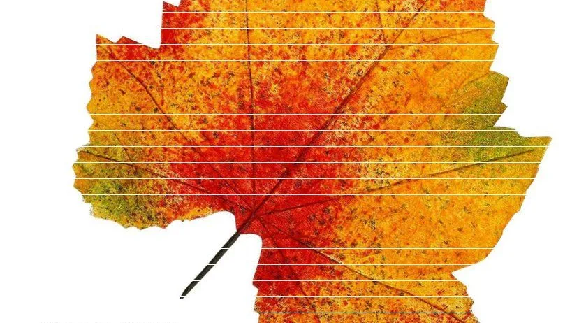 Ein Plakat mit einem Blattdesign und Text auf Deutsch. Das Blatt ist orange und rot mit weißen Linien. Der Text lautet 'heilsam SINGEN im Herbst' und enthält Daten und einen Preis.