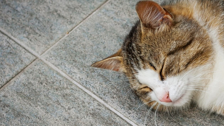 v1_migrated_image_23620639