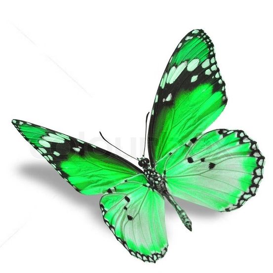 Bild enthält, Animal, Insect, Invertebrate, Butterfly