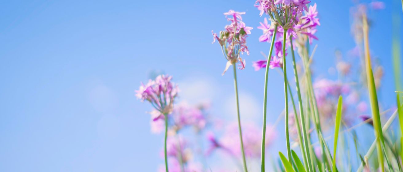 Nahaufnahme von lila Blumen mit grünen Blättern vor einem klaren blauen Himmel. Die Blumen haben zarte Blütenblätter und sind im Hintergrund leicht unscharf.