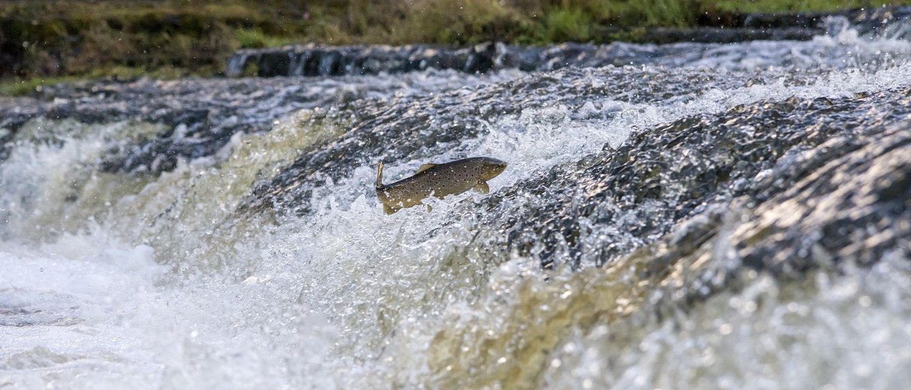 Ein Lachs springt durch die Stromschnellen eines Flusses, sein Körper glänzt im Sonnenlicht.