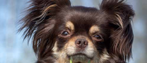 Nahaufnahme eines kleinen, flauschigen Hundes mit braunem und tanfarbenem Fell, grünen Bändern um den Hals und einem unscharfen Hintergrund.